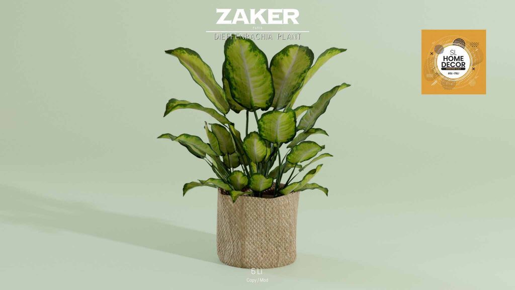 ZAKER. Dieffenbachia-plante for helgesalg